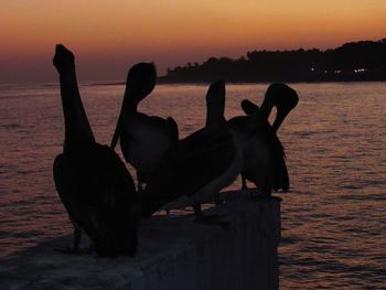 Silhouette birds on beach against sky during sunset