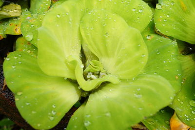 Full frame shot of wet plant