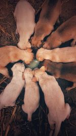 High angle view of puppies feeding