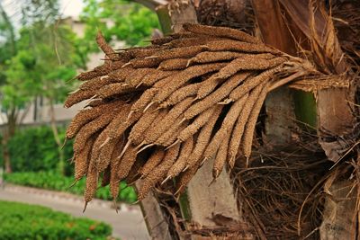 Close-up of wilted tree trunk