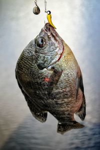 Close-up of bluegill hanging from hook