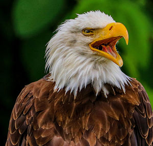 Close-up of eagle