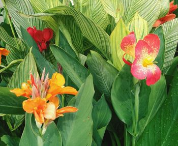 Close-up of flowers blooming outdoors