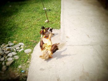 High angle view of bird perching on grass