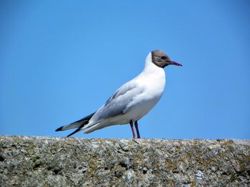 Seagull flying over white background