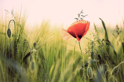 Close-up of poppy on field against sky