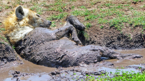 Hyena taking mud bath