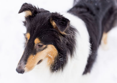 Close-up of a dog in snow