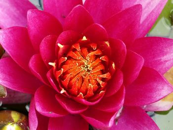 Close-up of pink flower