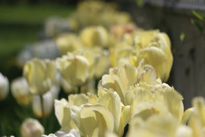 Close-up of flowers