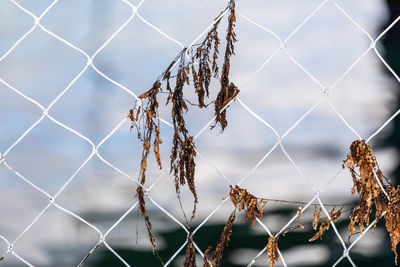 Close-up of chainlink fence