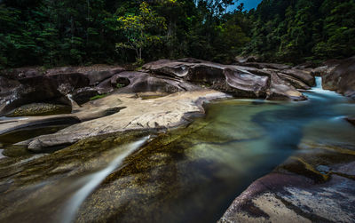 River flowing through forest