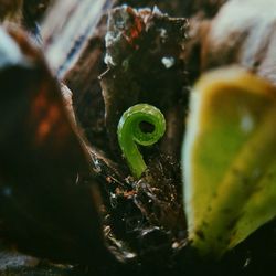 Close-up of insect on leaf