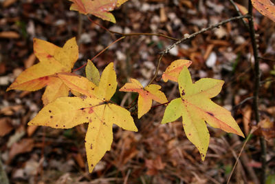 Close-up of yellow maple leaves on field