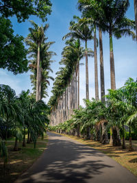 View of palm trees against sky