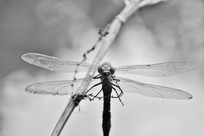 Close-up of dragonfly