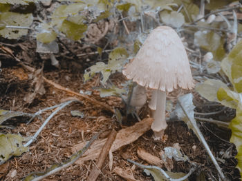 Close-up of mushroom growing on field