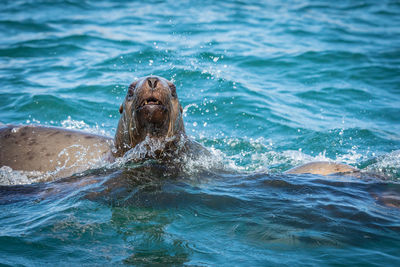 Sea lions in sea