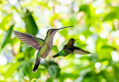 Close-up of bird flying against blurred background