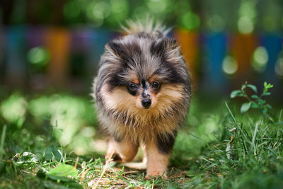 Pomeranian spitz puppy in garden. cute pomeranian dog on walk. puppy black, gray and brown color