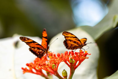 Close-up of butterfly on orange flower