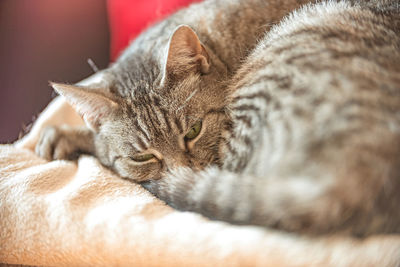 Close-up of cat sleeping