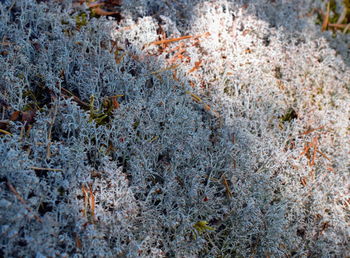 High angle view of snow on field