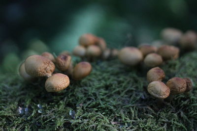 Close-up of mushrooms growing on field