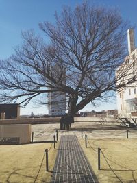 Bare trees in park