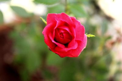 Close-up of pink rose blooming outdoors