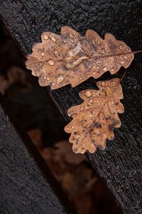 High angle view of leaf on wood