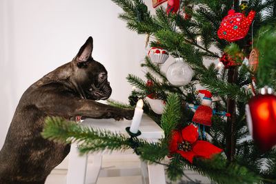 French bulldog dog and christmas tree at home