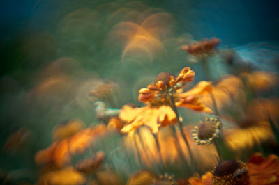 Close-up of yellow flowering plant