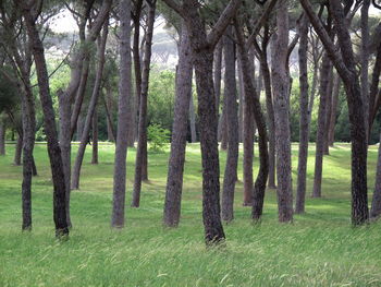 Trees on grassy field