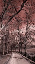 Empty road along trees