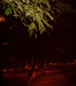 Silhouette trees at night