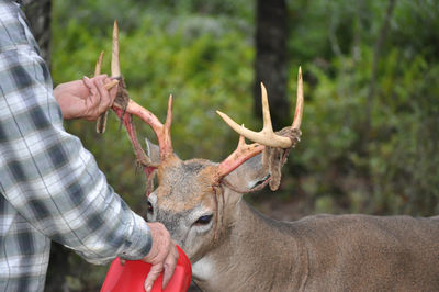 Close-up of man holding whitetail buck deer shedding antlers