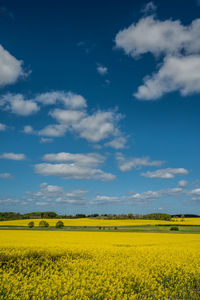 Landscape and rapeseed fields at manor house aakjær