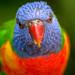 Close-up portrait of parrot