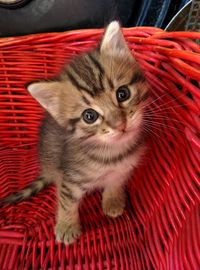 Close-up portrait of a kitten