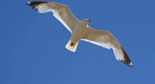 Low angle view of seagull flying against clear sky