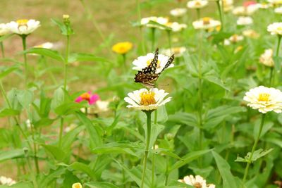 Close-up of butterfly pollinating on flower