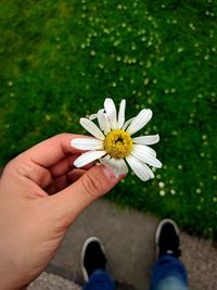 Close-up of hand holding white daisy flower