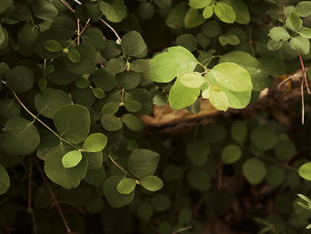 Close-up of leaves on plant