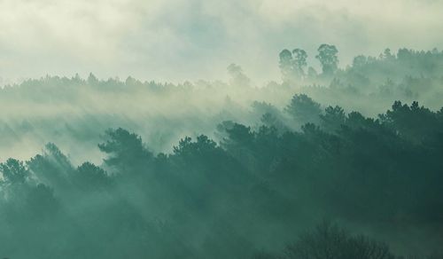 Scenic view of forest against sky