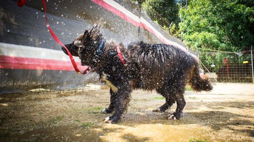 View of dog shaking off water