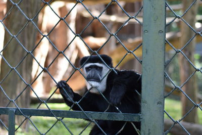 Close-up of monkey on chainlink fence at zoo