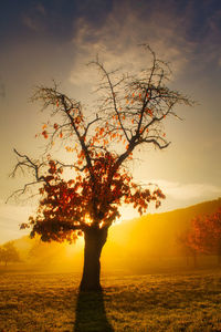 Silhouette tree on field against sky during sunset