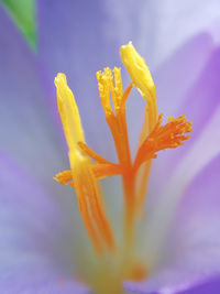 Close-up of yellow flowering plant