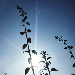 Low angle view of silhouette plant against clear sky